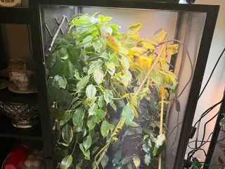 Chameleon reptiles Panther chameleons - Advert 2