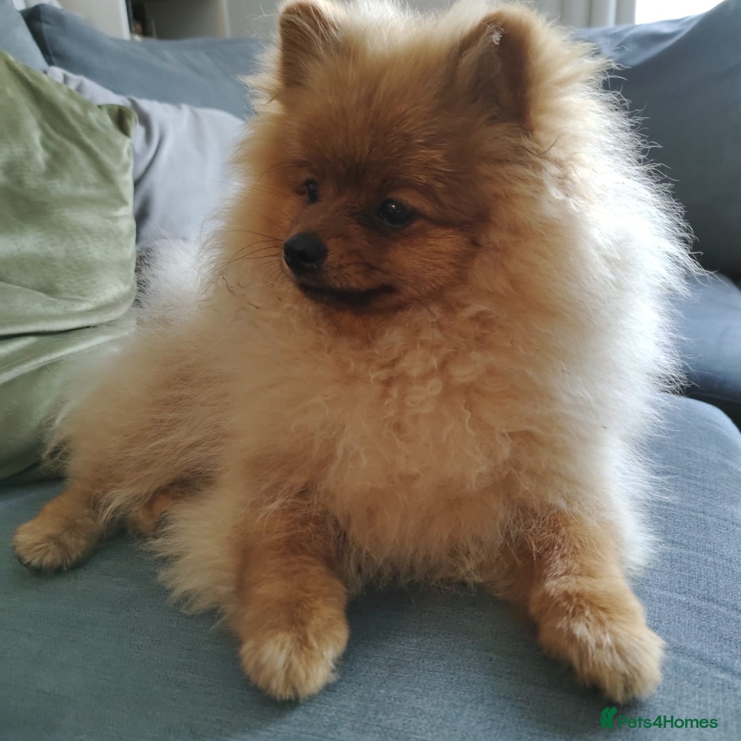 Pomeranian dogs for sale: 6 month old pomeranian  - Image 11