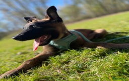 Mixed Breed dogs for sale: German shepherd cross Belgian malinios 8 months  - Image 10