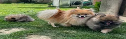 Pomeranian dogs for sale: ❤️ READY NOW! Stunning Pomeranian puppies 🐶❤️ - Advert 6