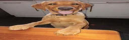 Labrador Retriever dogs for sale: Stunning Fox Red Labrador – 14 Months Old in Leigh - Advert 10