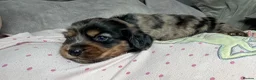 Miniature Dachshund dogs for sale: Miniature dachshund puppies  in Stoke-on-Trent - Advert 9