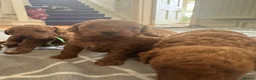 Miniature Poodle dogs for sale: Gorgeous Red Miniature Poodle pups KC Registered  in Exmouth - Advert 17