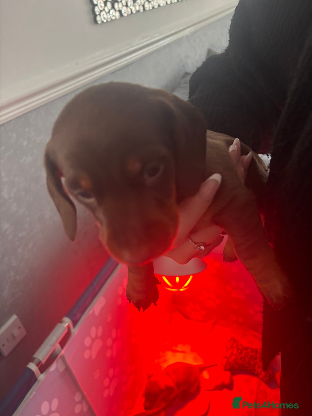 Dachshund dogs for sale: 5 miniature   dachshund  - Image 6