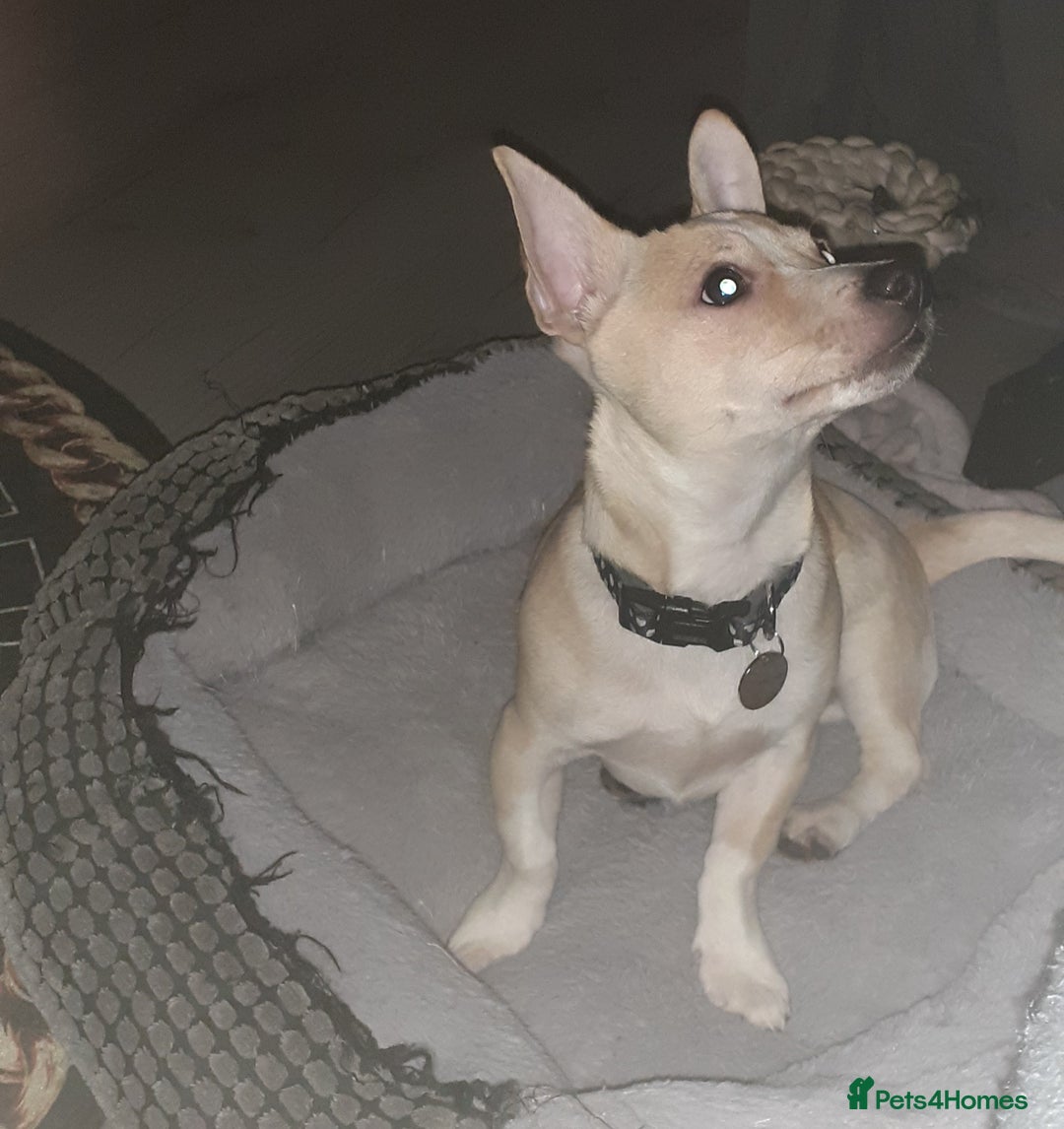 Mixed Breed dogs for sale: Male jack russell cross - Advert 2