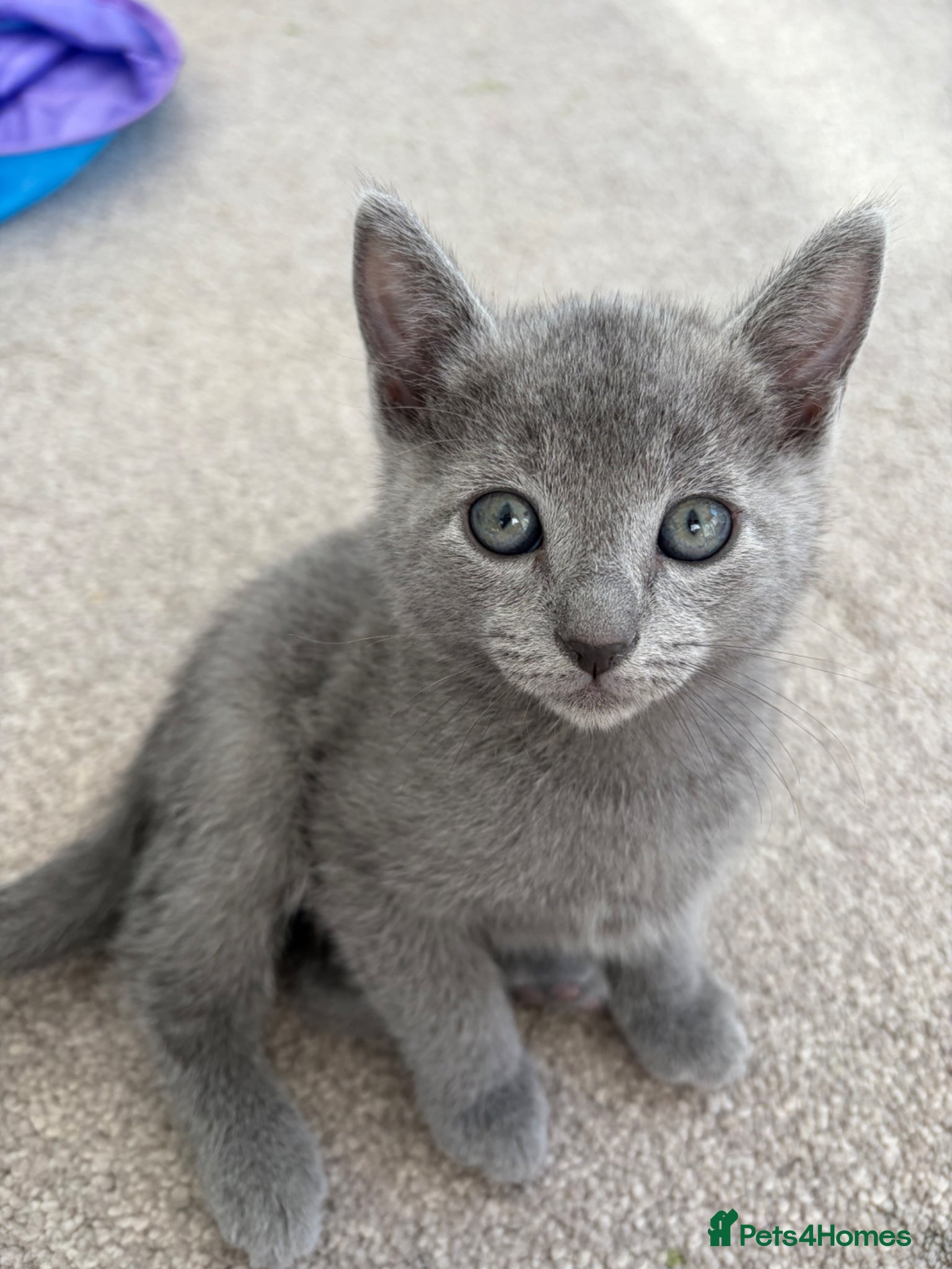 Russian Blue cats 6 Stunning GCCF Russian Blue Kittens 🐾  - Advert 9