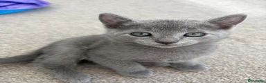 Russian Blue Kitten 3