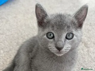 Russian Blue cats 6 Stunning GCCF Russian Blue Kittens 🐾 - Advert 9