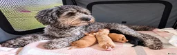 Cavapoo dogs for sale: First sneak peek of these adorable Cavapoo’s - Advert 12