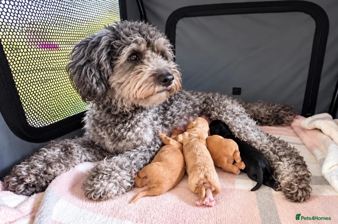 Cavapoo dogs for sale: First sneak peek of these adorable Cavapoo’s - Advert 12