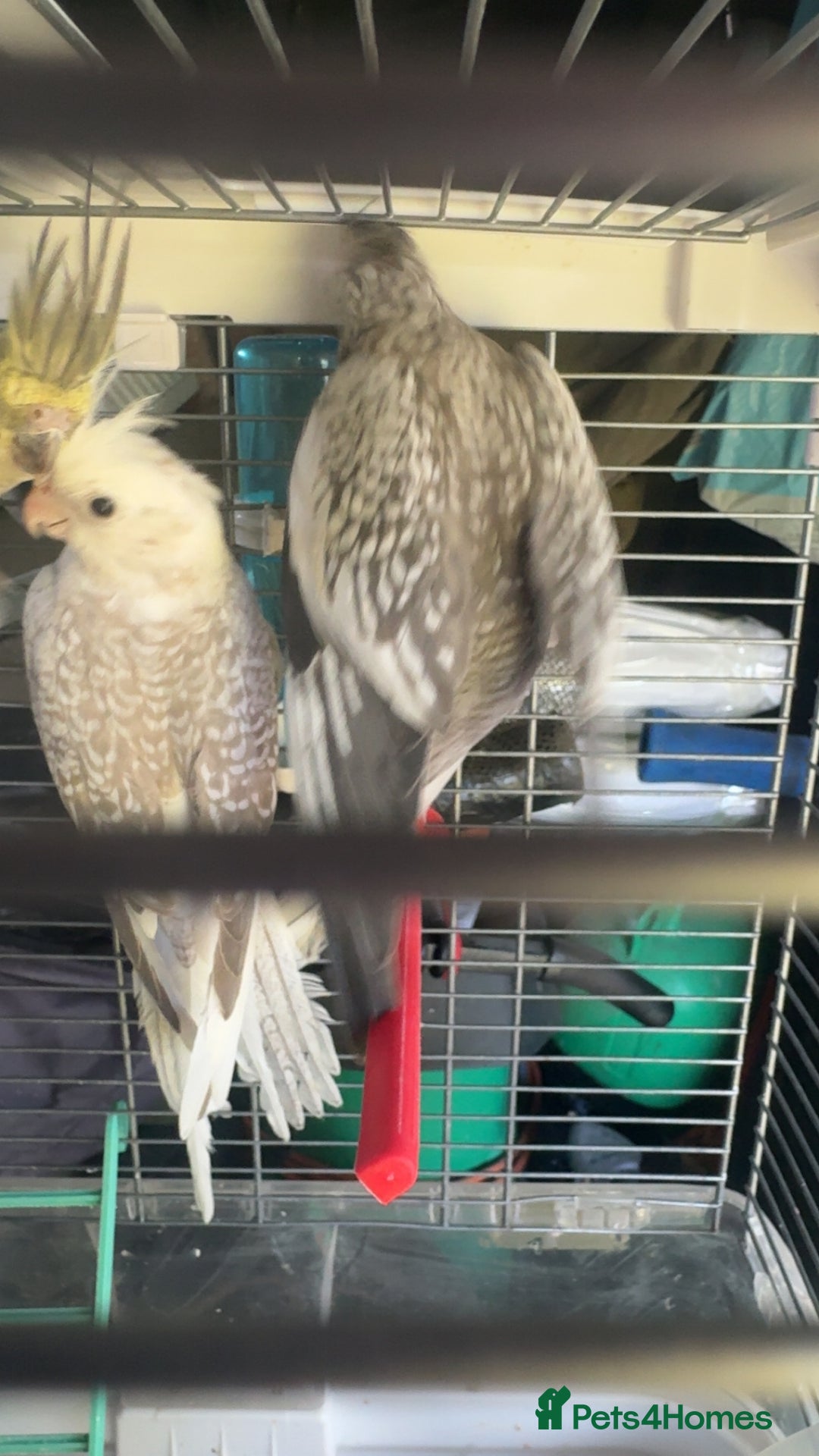 Cockatiels birds for sale: Baby cockatiel for sale mixed prices  - Image 23