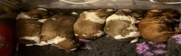 Shih Tzu dogs for sale: Shih Tzu pups - Advert 4