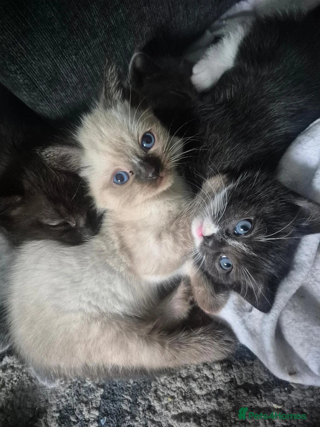 Ragdoll cats for sale: I have 4 beautifull Kittens available  - Advert 5