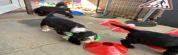 Cocker Spaniel dogs for sale: Ready Now RKC Reg DNA CLEAR Show Cocker Female in Fareham - Advert 21