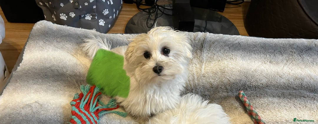 Maltese dogs for sale: Extra mini adorable pups in Bury - Image 21