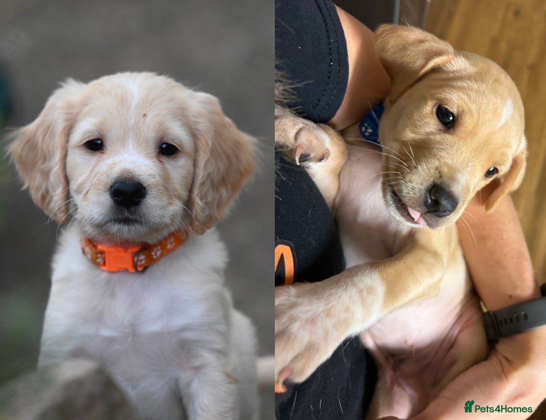 Cocker Spaniel dogs for sale: REDUCED, 2 LEFT. READY NOW! Cocker Spaniel mix - Image 17