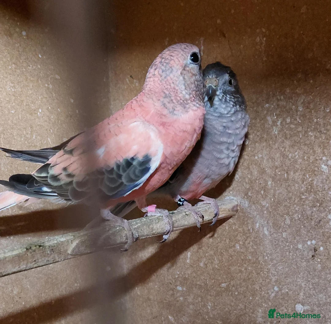 Parakeets birds for sale: Bourke parakeets pair  - Advert 2