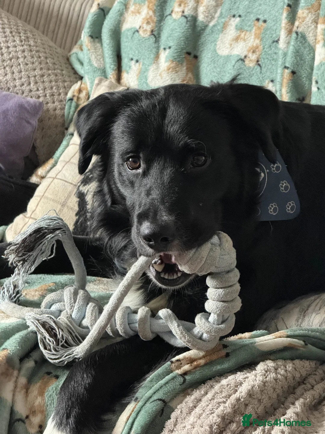 Mixed Breed dogs for sale: Shep (Re-homing due to unforeseen changes) 1.8 YO - Advert 6