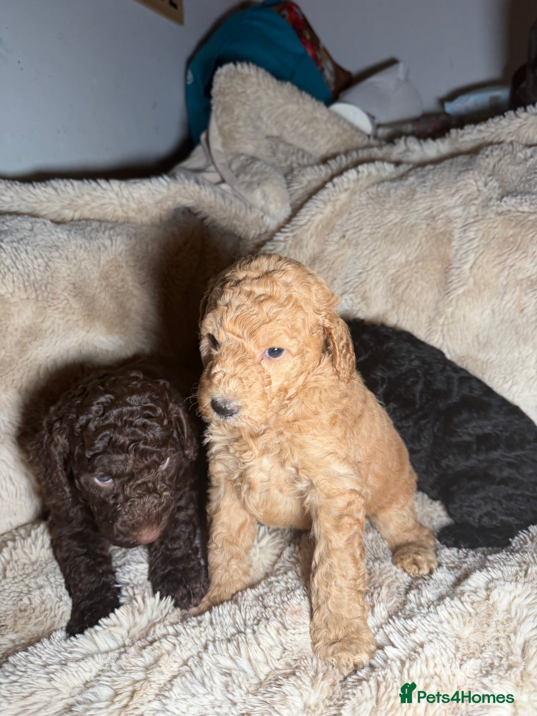 Goldendoodle dogs for sale: Goldendoodles Ready Next Week - Advert 27