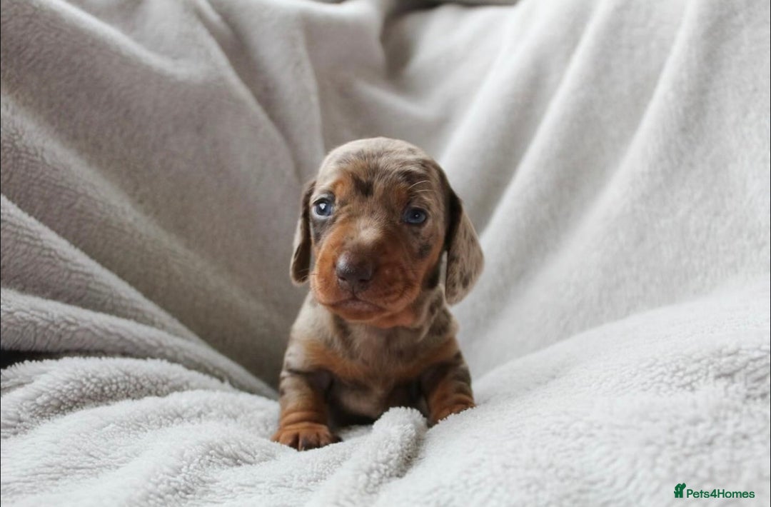 Miniature Dachshund dogs for sale: Sweet Chocolate miniature Dapples!! - Image 2