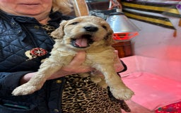 Cockapoo dogs for sale: Stunning Cockerpoo puppies - Image 3