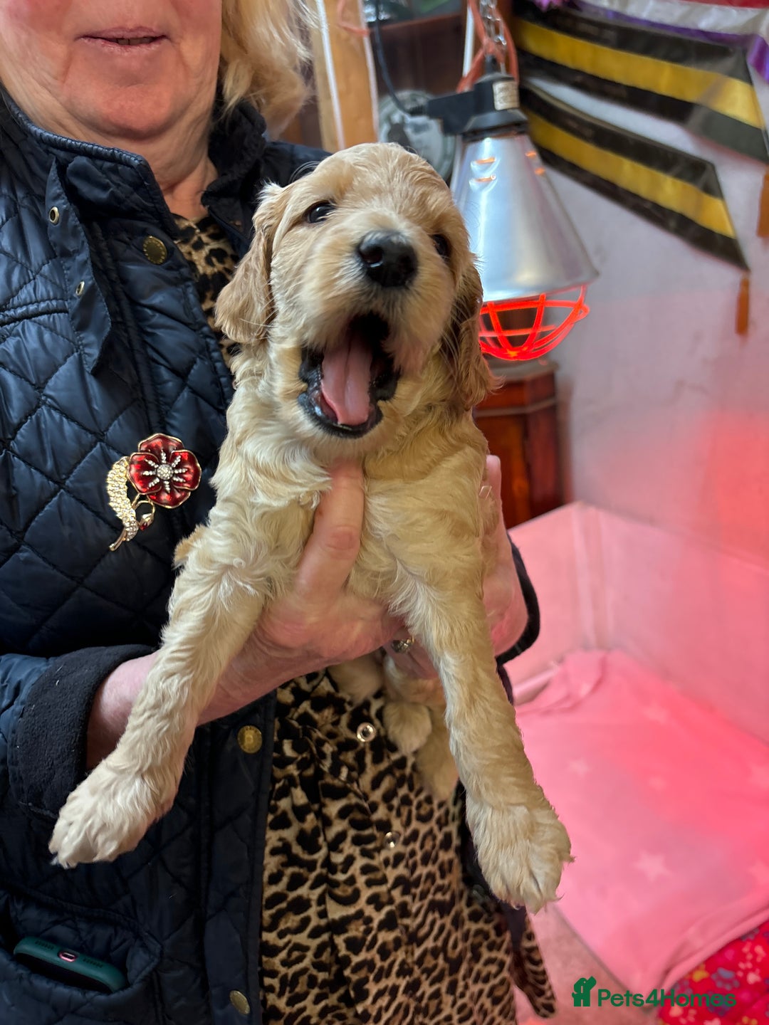 Cockapoo dogs for sale: Stunning Cockerpoo puppies - Image 3