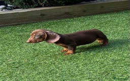 Miniature Dachshund dogs for sale: Mini Daxis Available - Image 6