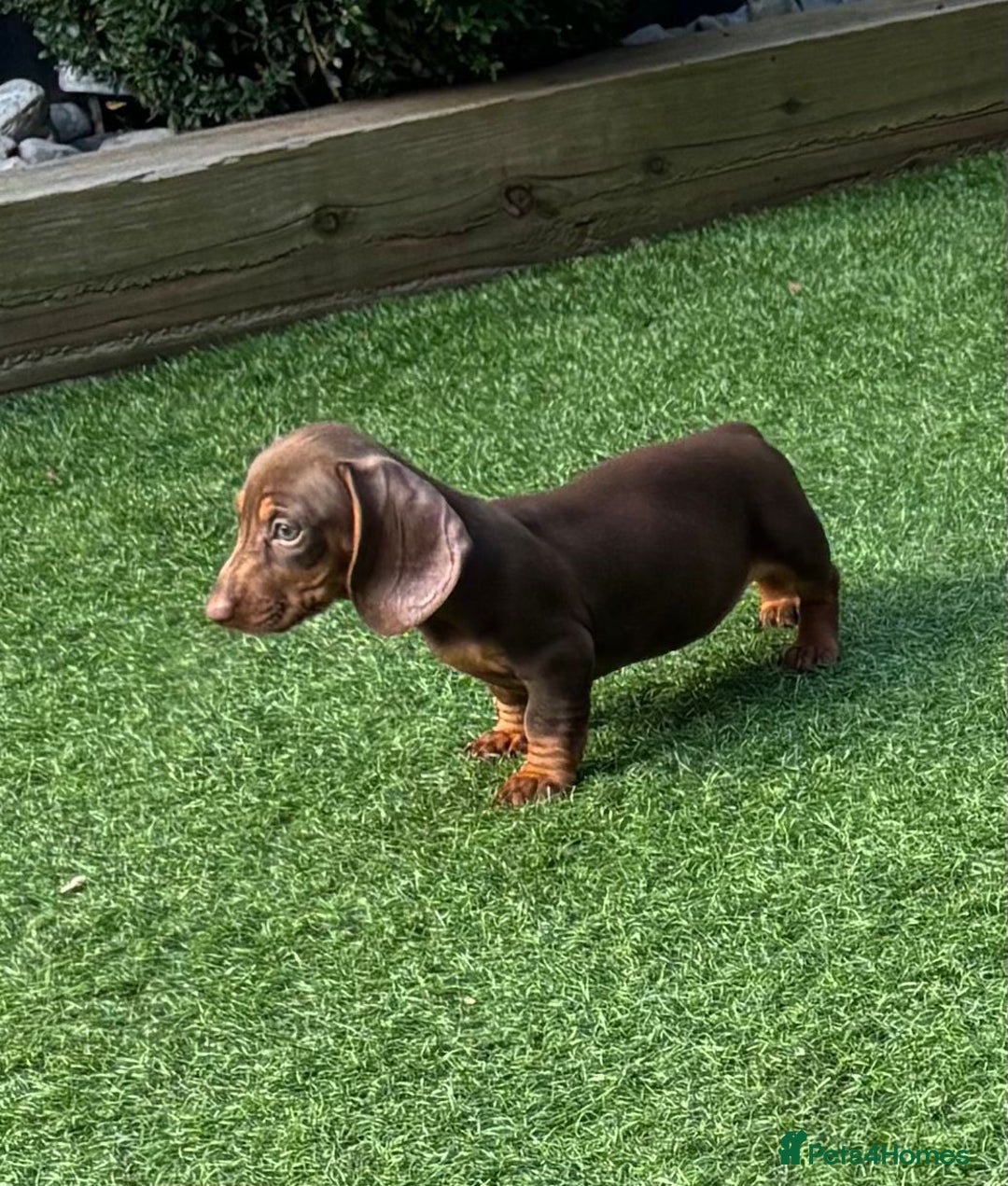 Miniature Dachshund dogs for sale: Mini Daxis Available - Image 6