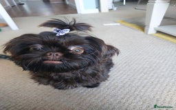 Shih Tzu dogs for sale: IMPERIAL SHIH TZU  - Image 5