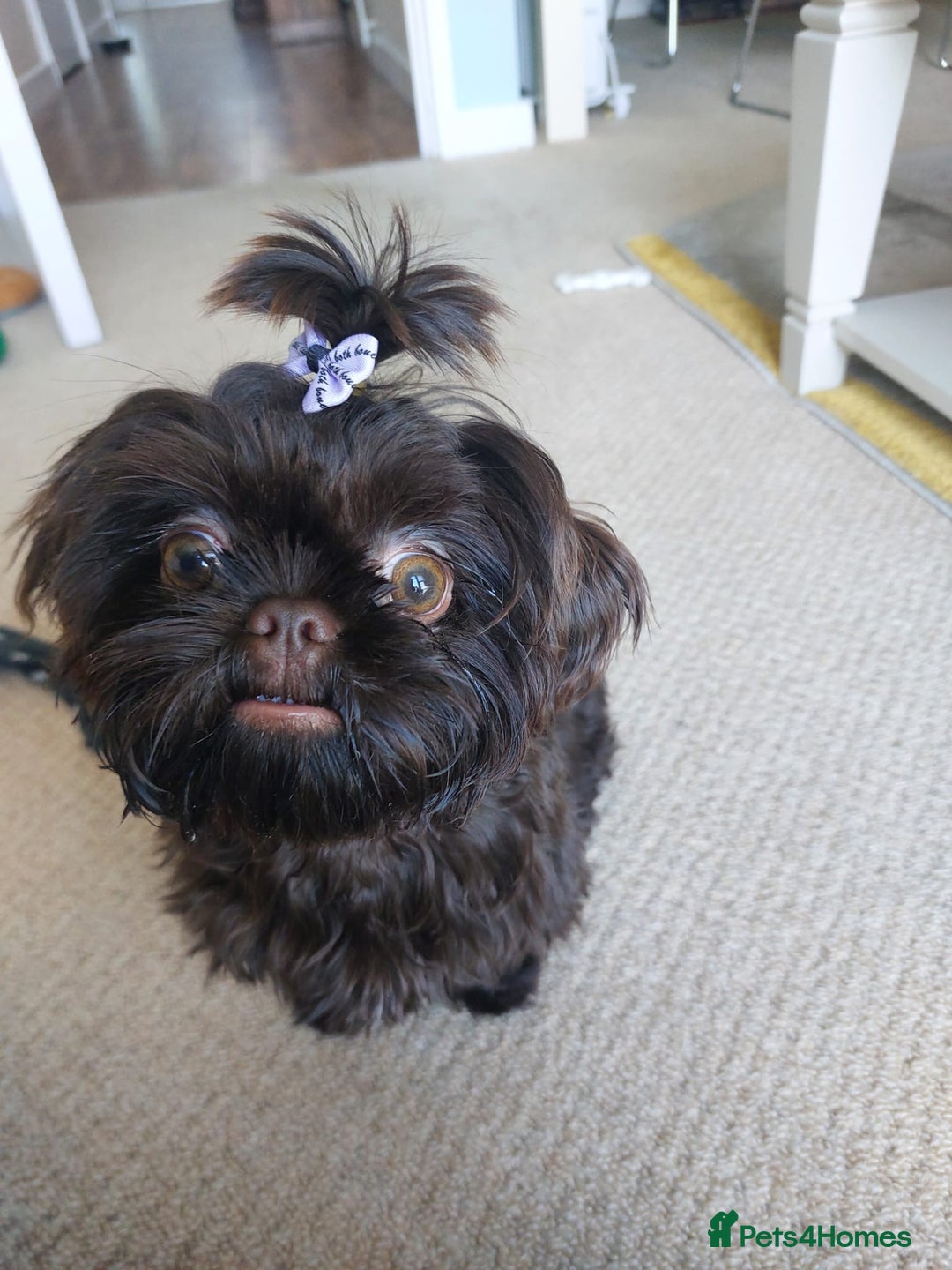 Shih Tzu dogs for sale: IMPERIAL SHIH TZU  - Image 5