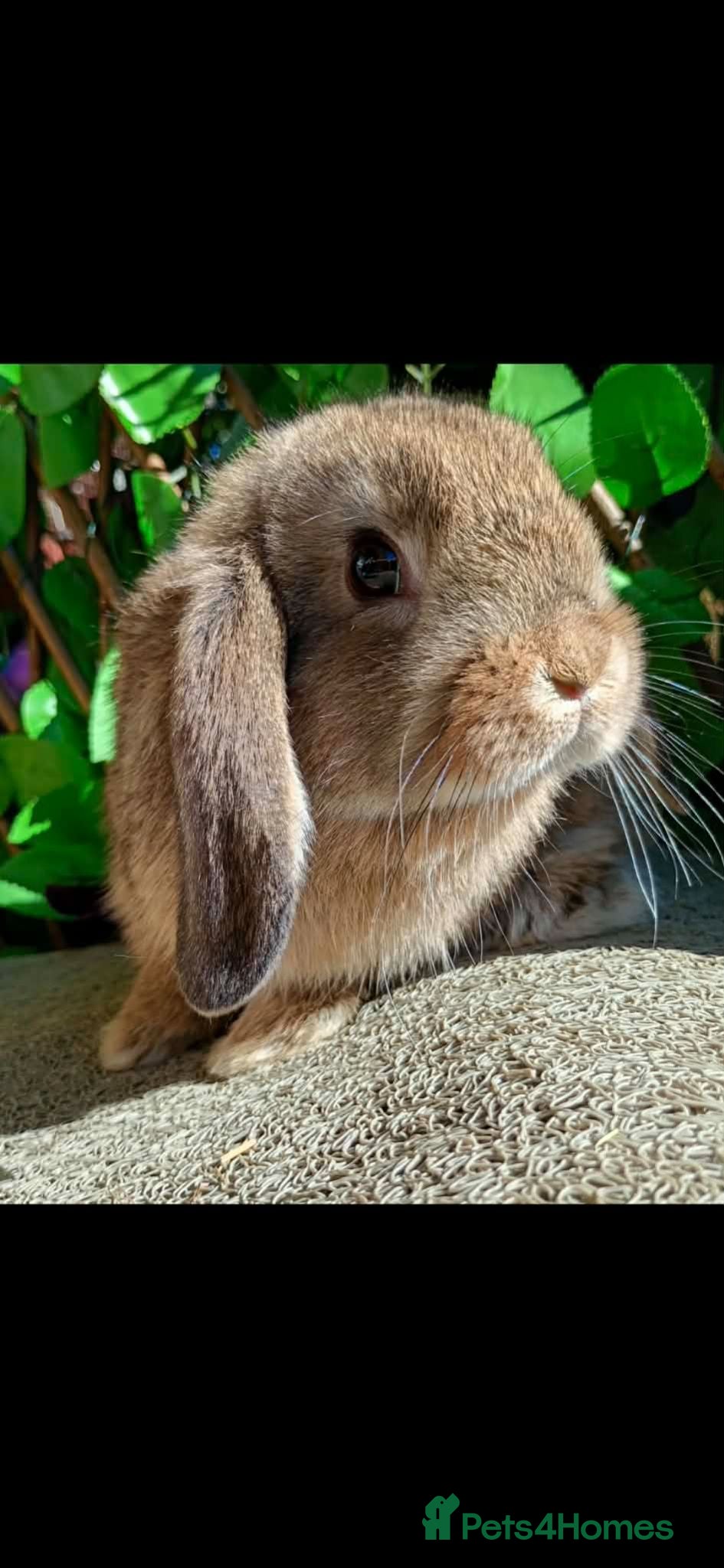 Mini Lop rabbits Mini lop ready now (They are not 5 weeks) - Advert 9