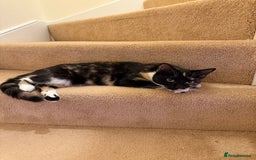 Mixed Breed cats for sale: URGENT | Meet Nova - Sensitive, Sweet and Curious  - Advert 3