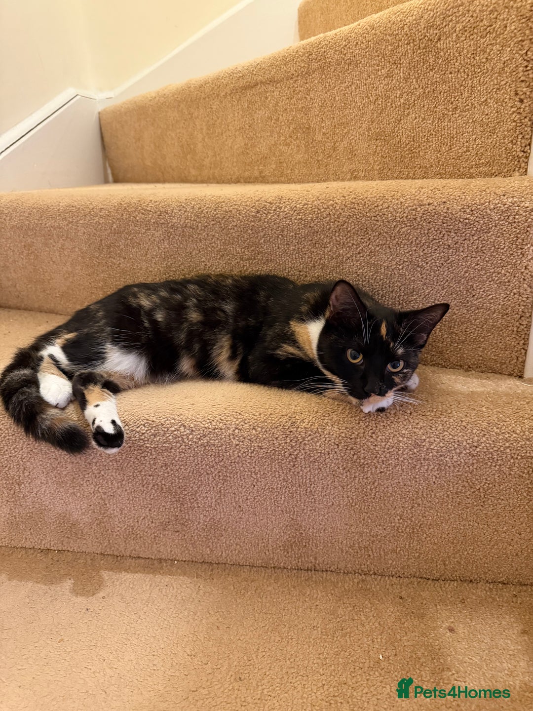 Mixed Breed cats for sale: URGENT | Meet Nova - Sensitive, Sweet and Curious  - Advert 3
