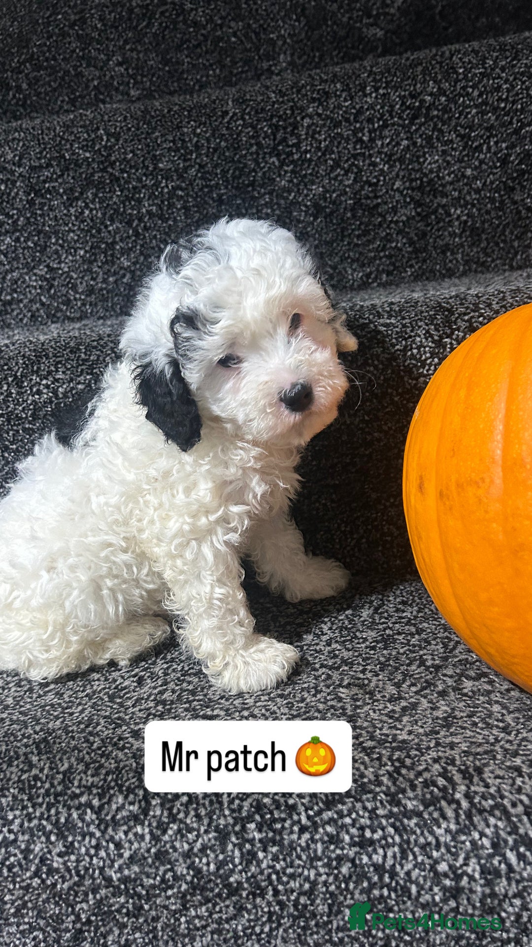 Cockapoo dogs for sale: Stunning toy cockapoo puppies  - Image 28