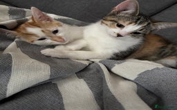 British Shorthair cats for sale: 2 British shorthair/calico cats for sale  - Image 5