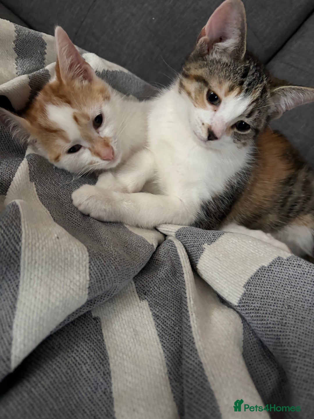 British Shorthair cats for sale: 2 British shorthair/calico cats for sale  - Image 5