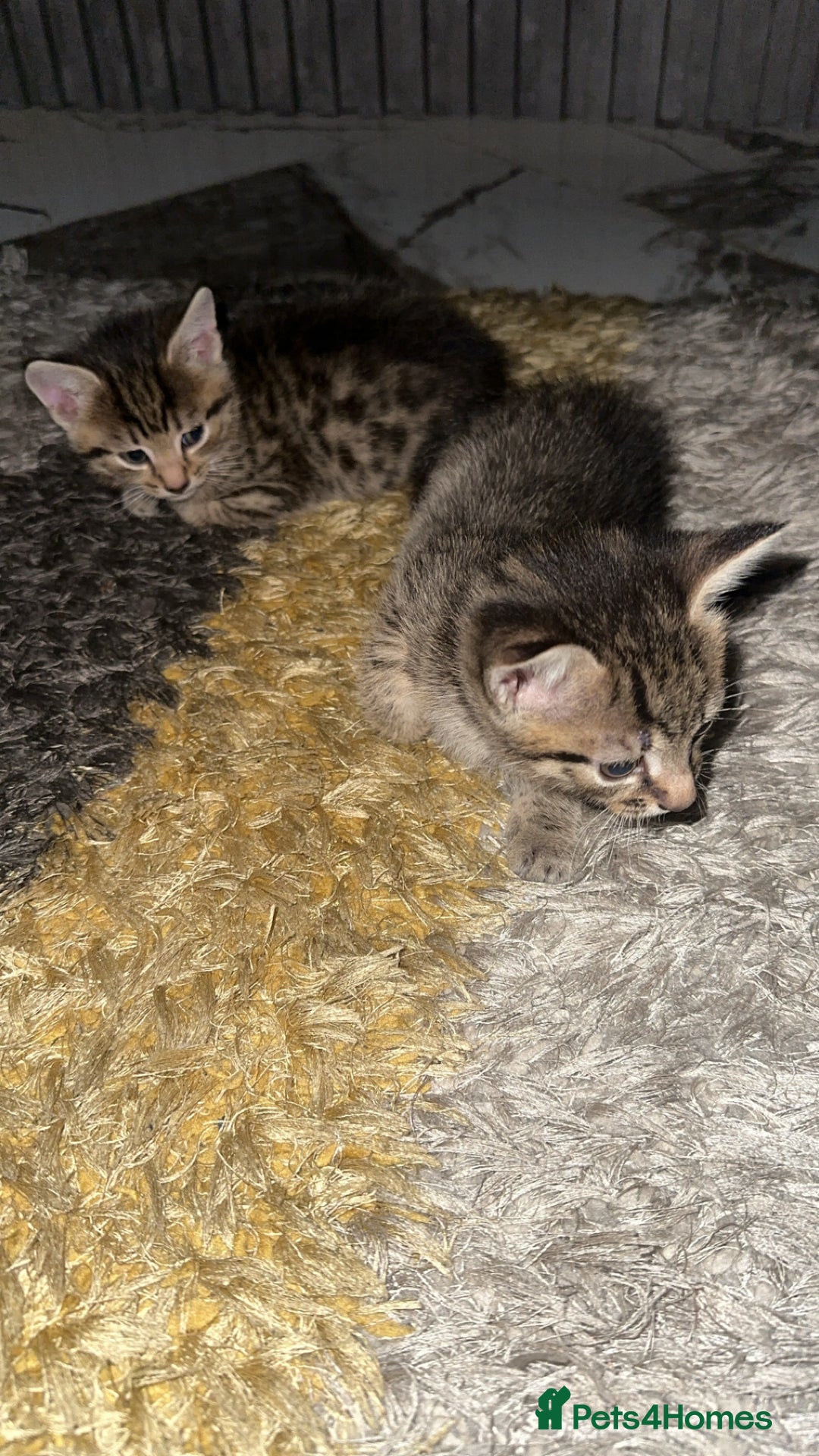Domestic Shorthair cats for sale: Adorable tabby/bengal kittens to a good home - Image 7