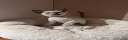 Siamese cats for sale: 6 stunning Siamese kittens available  - Advert 6