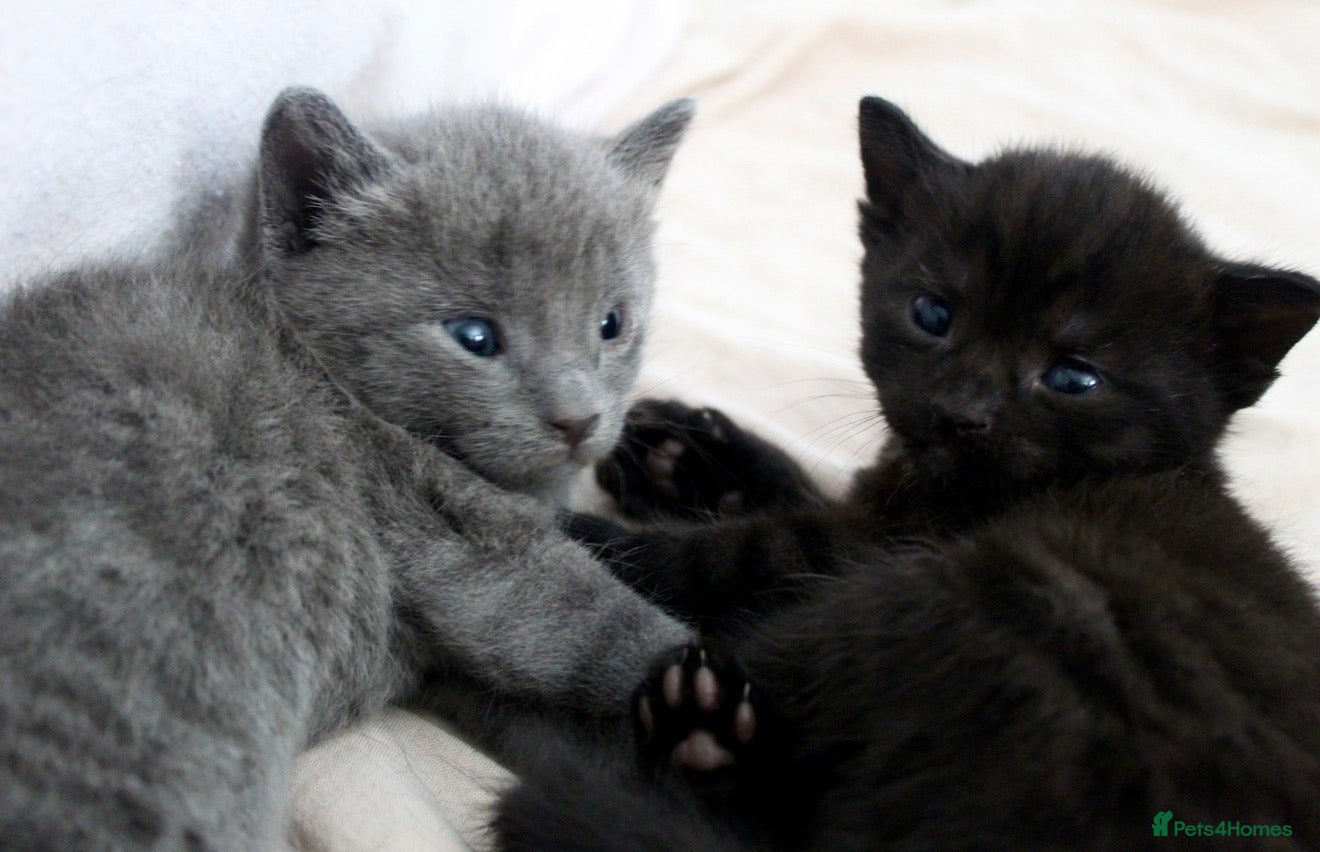 British Shorthair cats 2 British shorthair kittens for sale, 1 month old - Advert 8