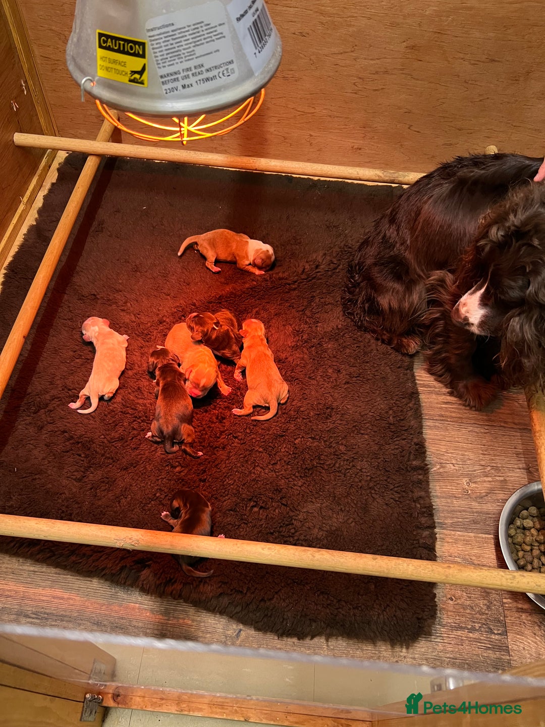 Cocker Spaniel dogs for sale: Working Cocker Spaniel puppies in Bexhill-on-Sea - Image 3