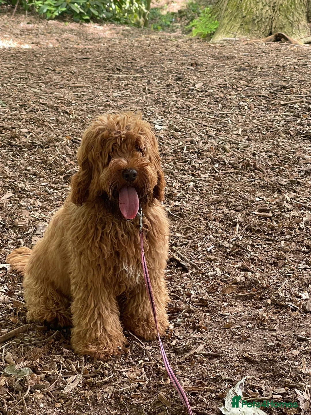 Cockapoo dogs for sale: 2 year old female cockapoo  - Advert 10