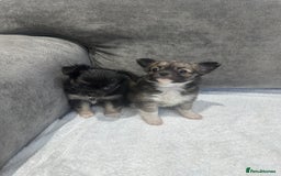 Chihuahua dogs for sale: chihuahuas puppies for sale  - Advert 19