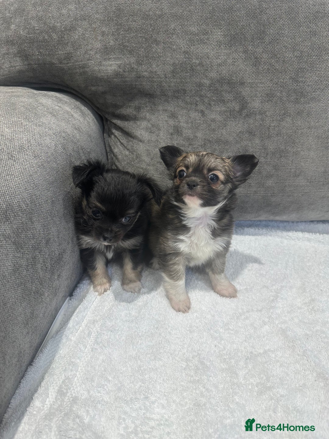 Chihuahua dogs for sale: chihuahuas puppies for sale  - Advert 19