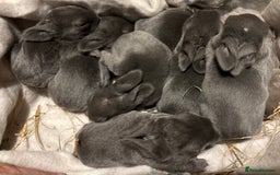 Rex rabbits for sale: Two beautiful rabbit litters - Image 1