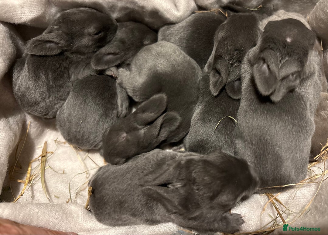 Rex rabbits for sale: Two beautiful rabbit litters - Image 1