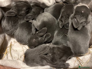 Rex rabbits Two beautiful rabbit litters - Advert 5