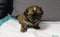 Shih Tzu dogs for sale: LOVELY SHIH TZU PUPPIES  - Image 31