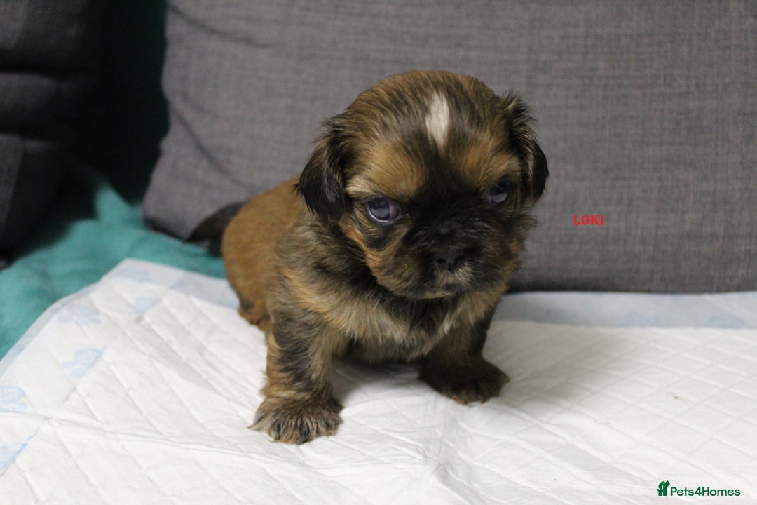 Shih Tzu dogs for sale: LOVELY SHIH TZU PUPPIES  - Image 31