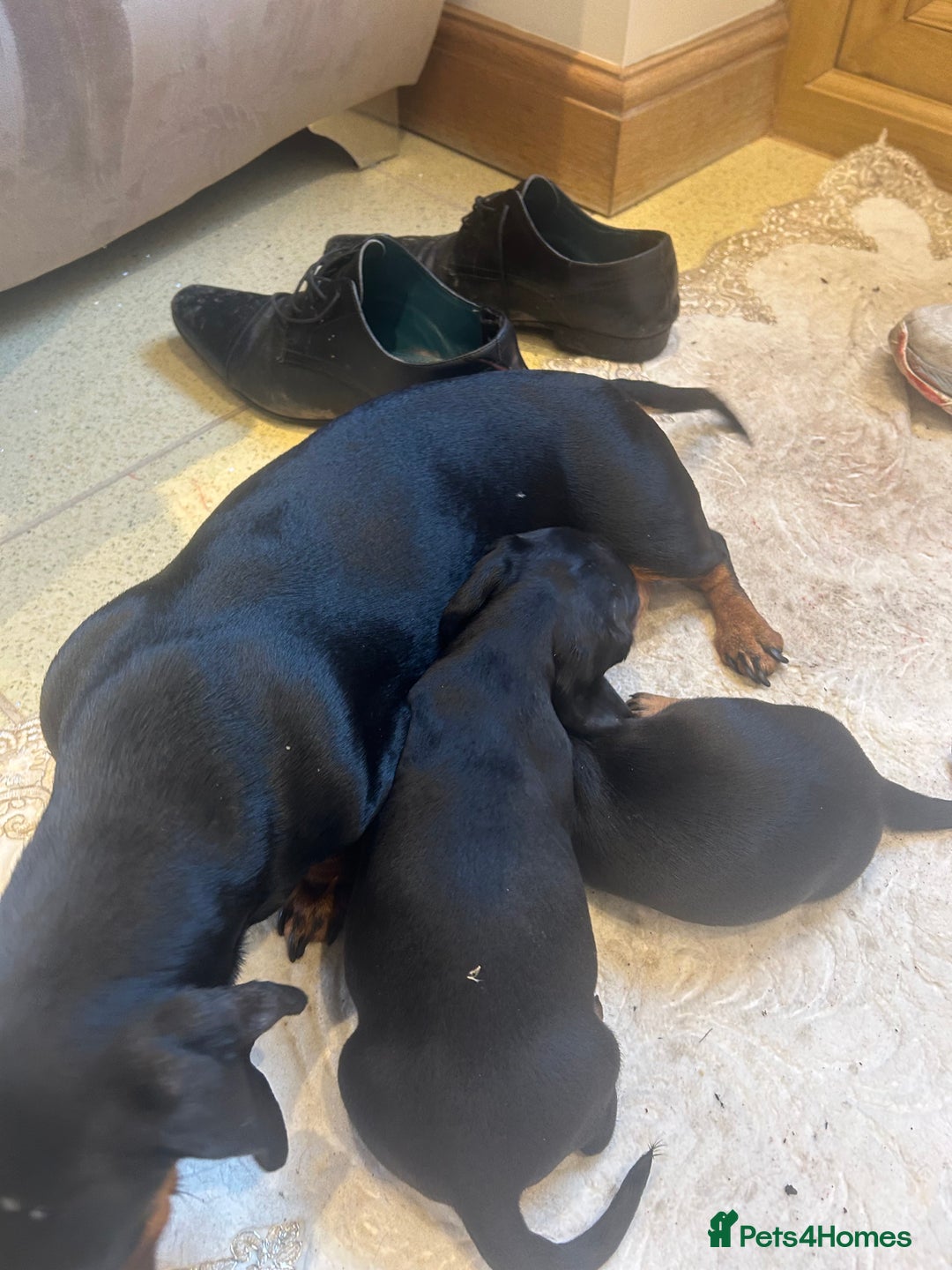Dachshund dogs for sale: 4 beautiful puppies 2 girls 2 boys blk and tan  - Advert 9