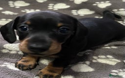 Miniature Dachshund dogs for sale: Stunning Miniature Dachshund Pups - Image 2